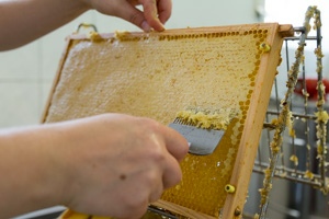 Wachs wird von der Honigwabe entfernt