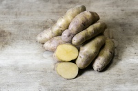 Foto der Kartoffelsorte La Ratte